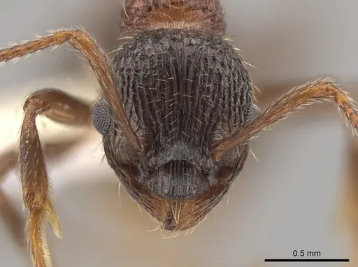 Myrmica crassirugis specimen CASENT0635336 image casent0635336_2