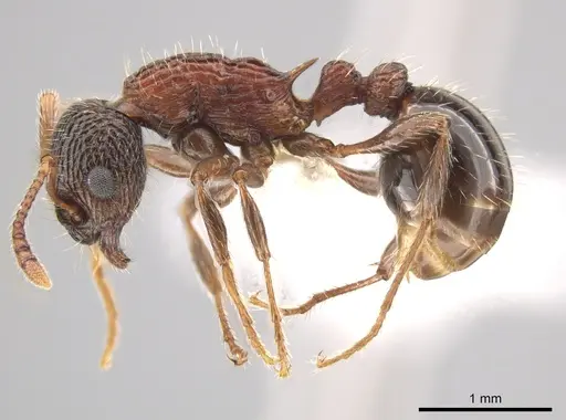 Myrmica crassirugis specimen CASENT0635336 image casent0635336_3