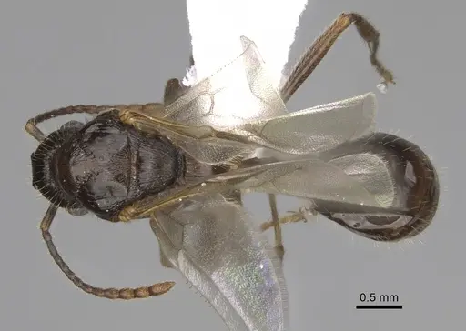 Myrmica crassirugis specimen CASENT0862285 image casent0862285_1