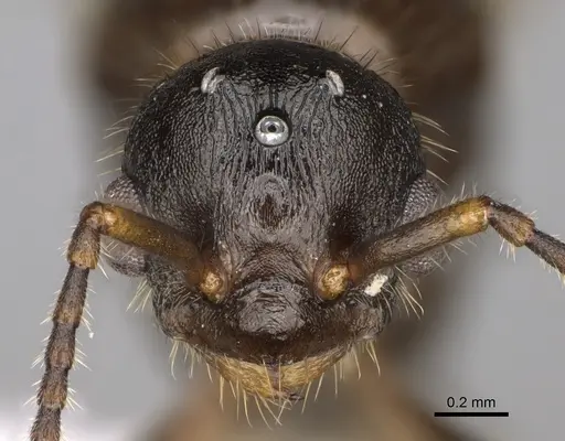 Myrmica crassirugis specimen CASENT0862285 image casent0862285_2