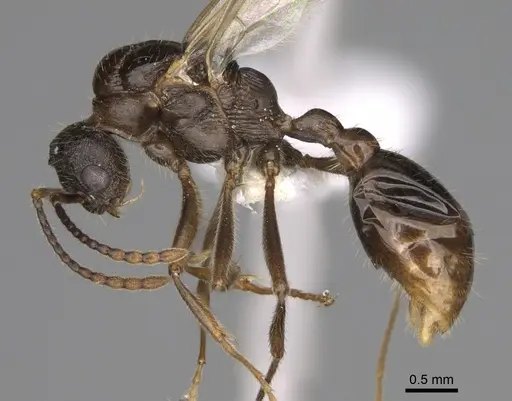 Myrmica crassirugis specimen CASENT0862285 image casent0862285_3