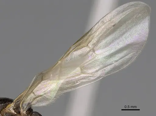 Myrmica crassirugis specimen CASENT0862285 image casent0862285_4