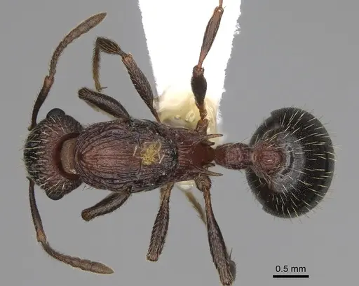 Myrmica crassirugis specimen CASENT0862323 image casent0862323_1