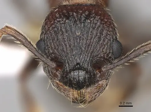 Myrmica crassirugis specimen CASENT0862323 image casent0862323_2