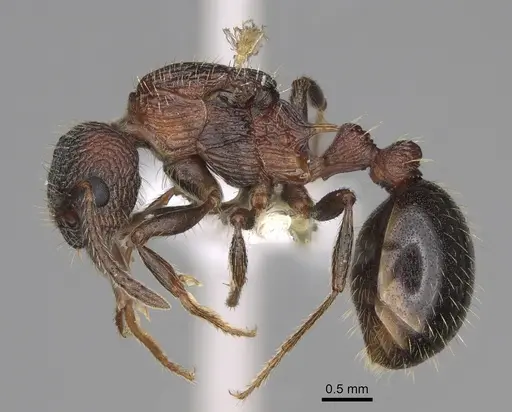 Myrmica crassirugis specimen CASENT0862323 image casent0862323_3