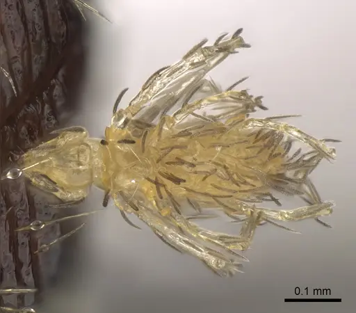 Myrmica crassirugis specimen CASENT0862323 image casent0862323_4
