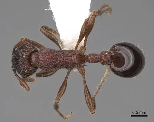 Myrmica crassirugis specimen CASENT0922746 image casent0922746_1