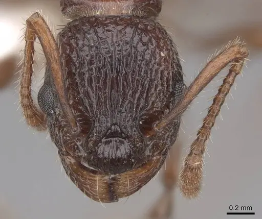 Myrmica crassirugis specimen CASENT0922746 image casent0922746_2