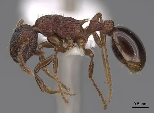 Myrmica crassirugis specimen CASENT0922746 image casent0922746_3