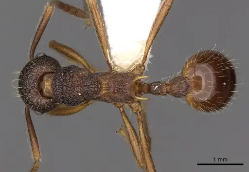 Myrmica curiosa specimen CASENT0900307 image casent0900307_1