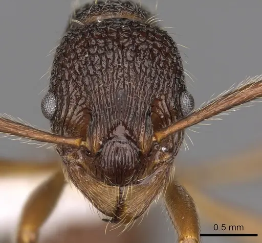 Myrmica curiosa specimen CASENT0900307 image casent0900307_2