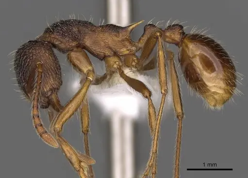 Myrmica curiosa specimen CASENT0900307 image casent0900307_3