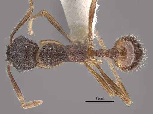 Myrmica curiosa specimen CASENT0917698 image casent0917698_1
