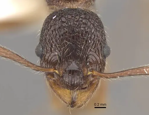 Myrmica curiosa specimen CASENT0917698 image casent0917698_2