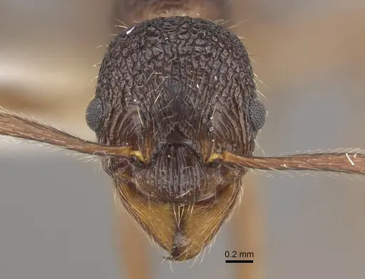 Myrmica curiosa specimen CASENT0917698 image casent0917698_3