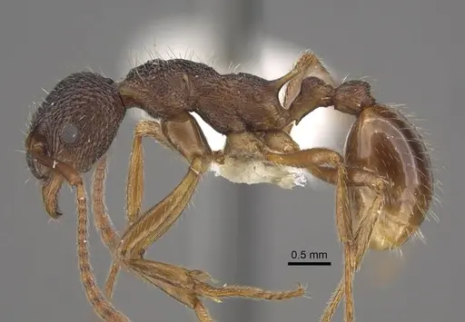 Myrmica curiosa specimen CASENT0917698 image casent0917698_4