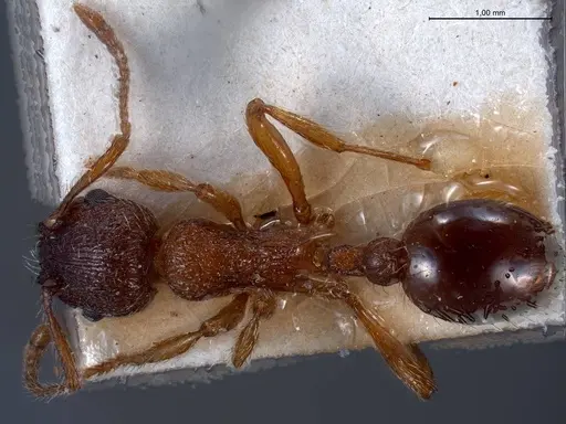 Myrmica curvithorax specimen ANTWEB1008447 image antweb1008447_1