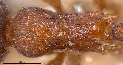 Myrmica curvithorax specimen ANTWEB1008447 image antweb1008447_2