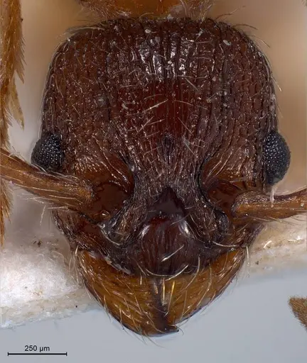Myrmica curvithorax specimen ANTWEB1008447 image antweb1008447_3