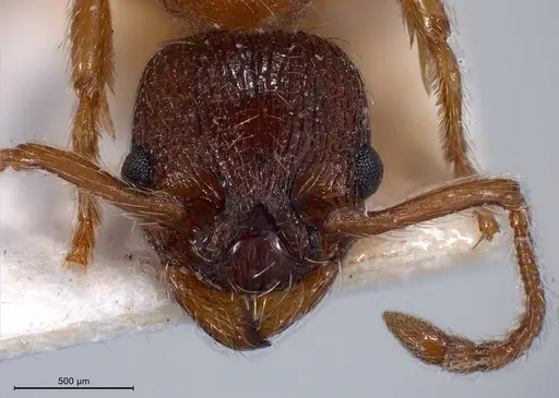 Myrmica curvithorax specimen ANTWEB1008447 image antweb1008447_4