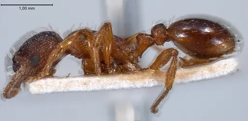 Myrmica curvithorax specimen ANTWEB1008447 image antweb1008447_5