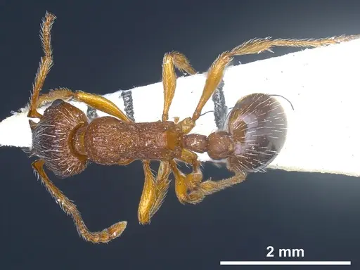 Myrmica curvithorax specimen ANTWEB1041285 image antweb1041285_1