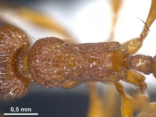Myrmica curvithorax specimen ANTWEB1041285 image antweb1041285_2