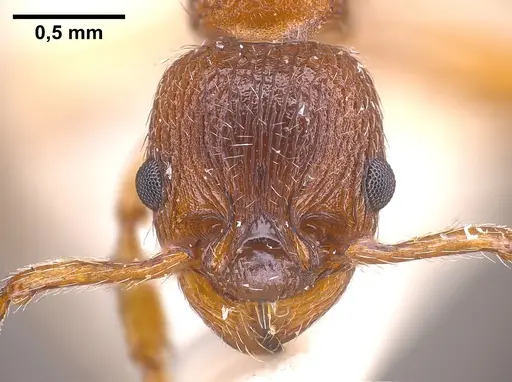 Myrmica curvithorax specimen ANTWEB1041285 image antweb1041285_3