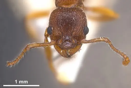 Myrmica curvithorax specimen ANTWEB1041285 image antweb1041285_4