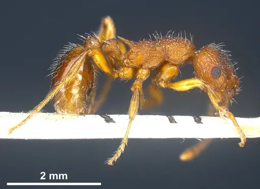 Myrmica curvithorax specimen ANTWEB1041285 image antweb1041285_5