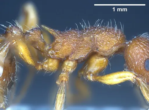 Myrmica curvithorax specimen ANTWEB1041285 image antweb1041285_6