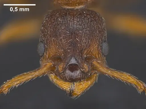 Myrmica curvithorax specimen ANTWEB1041364 image antweb1041364_1