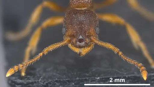 Myrmica curvithorax specimen ANTWEB1041364 image antweb1041364_2