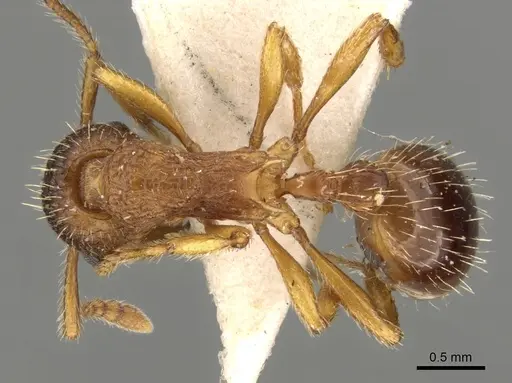 Myrmica curvithorax specimen CASENT0280823 image casent0280823_1