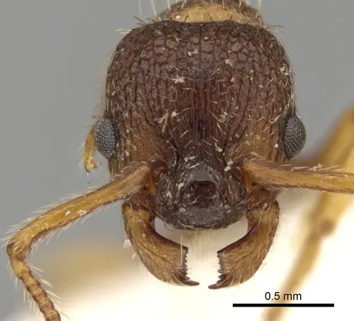 Myrmica curvithorax specimen CASENT0280823 image casent0280823_2