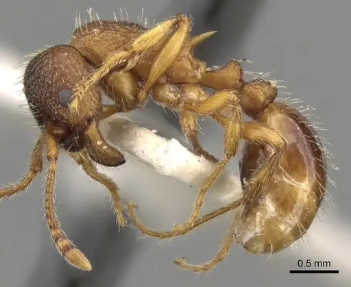 Myrmica curvithorax specimen CASENT0280823 image casent0280823_3
