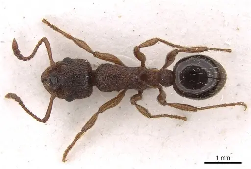 Myrmica curvithorax specimen CASENT0922797 image casent0922797_1