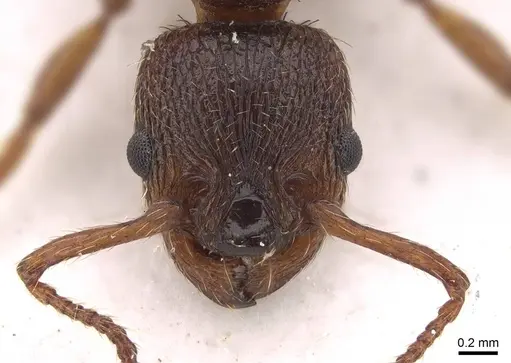 Myrmica curvithorax specimen CASENT0922797 image casent0922797_2