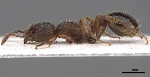 Myrmica curvithorax specimen CASENT0922797 image casent0922797_3