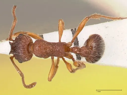 Myrmica curvithorax specimen FOCOL0724-1 image focol0724-1_1