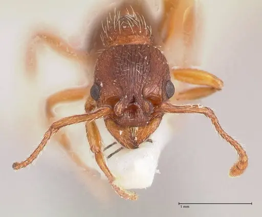 Myrmica curvithorax specimen FOCOL0724-1 image focol0724-1_2