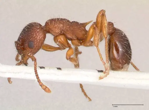 Myrmica curvithorax specimen FOCOL0724-1 image focol0724-1_3