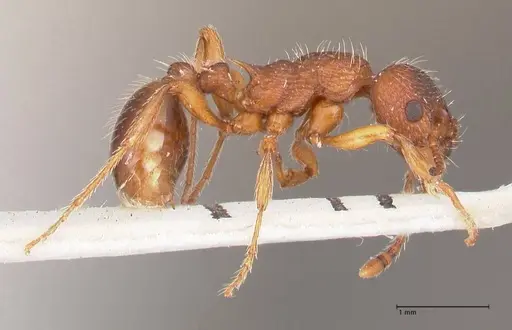 Myrmica curvithorax specimen FOCOL0724-1 image focol0724-1_4