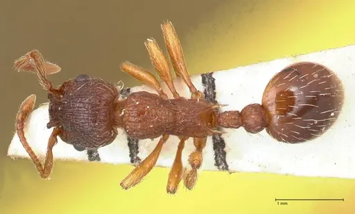 Myrmica curvithorax specimen FOCOL0724-2 image focol0724-2_1
