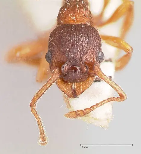Myrmica curvithorax specimen FOCOL0724-2 image focol0724-2_2