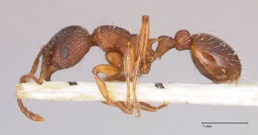 Myrmica curvithorax specimen FOCOL0724-2 image focol0724-2_3