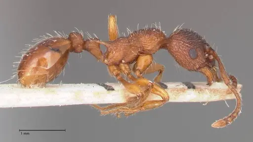 Myrmica curvithorax specimen FOCOL0724-2 image focol0724-2_4