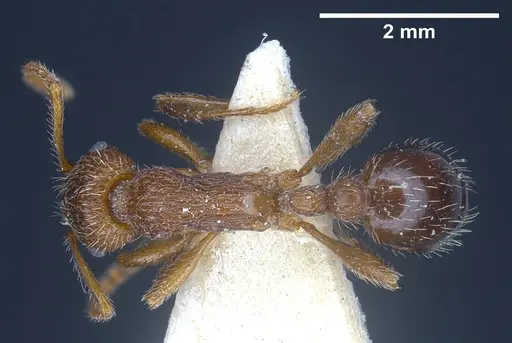 Myrmica deplanata specimen ANTWEB1041457 image antweb1041457_1