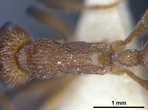 Myrmica deplanata specimen ANTWEB1041457 image antweb1041457_2
