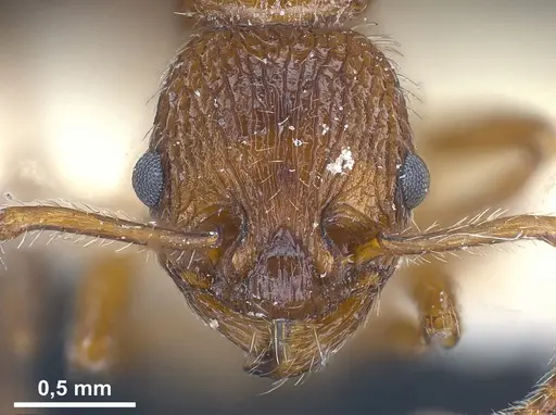 Myrmica deplanata specimen ANTWEB1041457 image antweb1041457_3